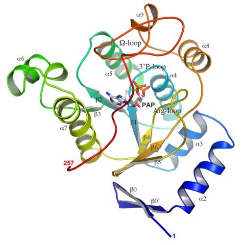 PAPS Reductase
