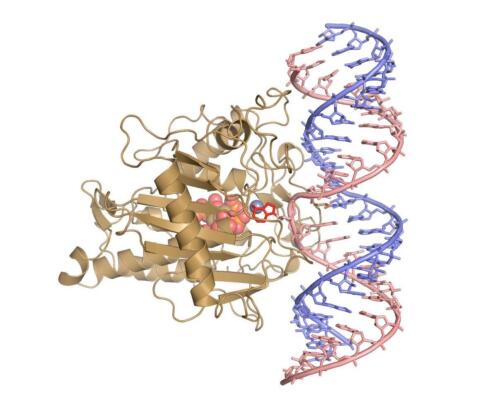 Human ADAR2 bound to dsRNA