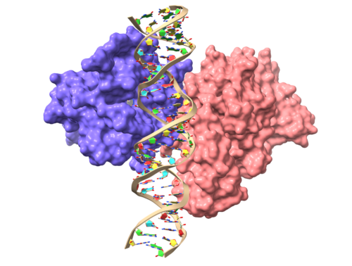 Human ADAR2-RD dimer bound to dsRNA